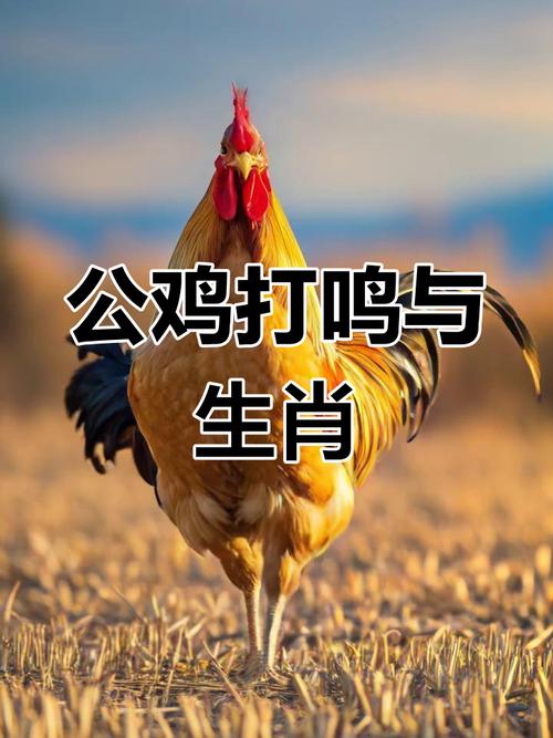 天亮打鸣动物是什么生肖呢,天亮打呜的动物是什么生肖开