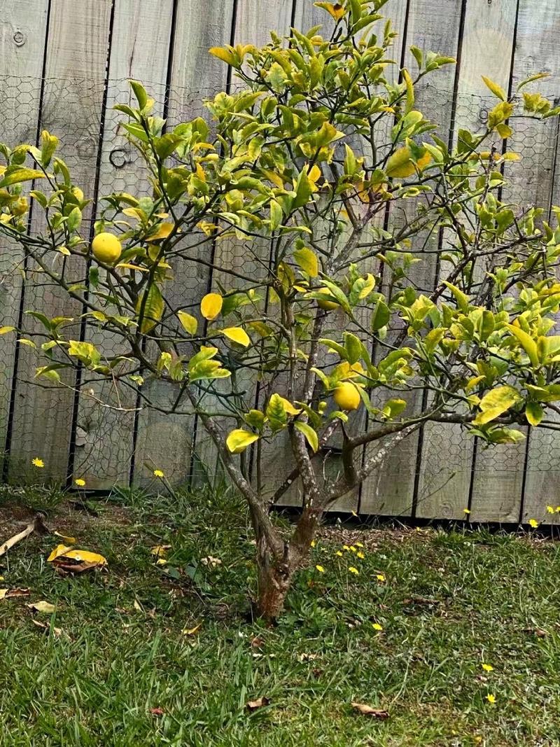 lemon,lemon tree