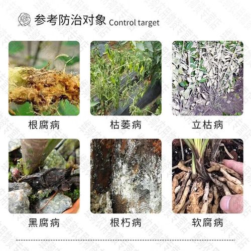 30%恶霉灵灌根的使用方法,恶霉灵喷施,灌根哪个效果好?