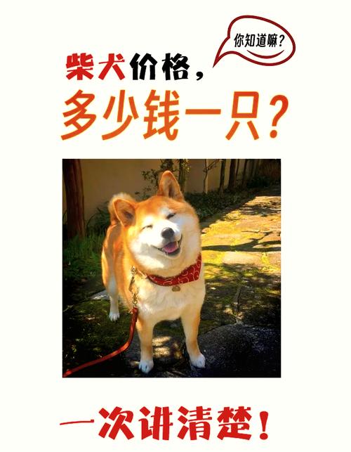 柴犬币暴涨28万倍,2000块炒币赚了8千万