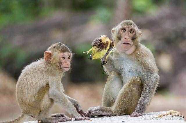 电报猴子你看你长的那个-你在看猴子,猴子在看你是什么意思