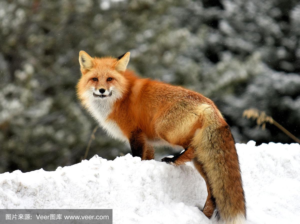 红狐小狐狸-红狐狸百度百科
