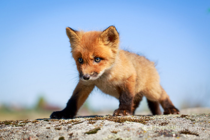 红狐小狐狸-我想看红狐狸