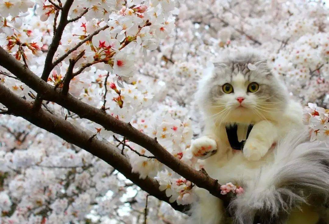 樱花猫梯子_樱花猫梯子安全吗