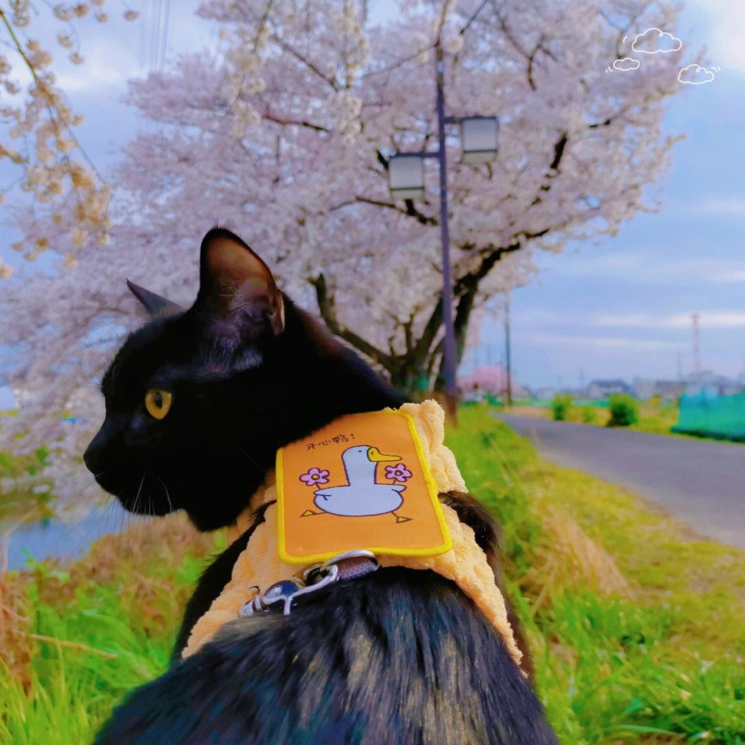 樱花猫梯子_樱花猫sakuracat加速器
