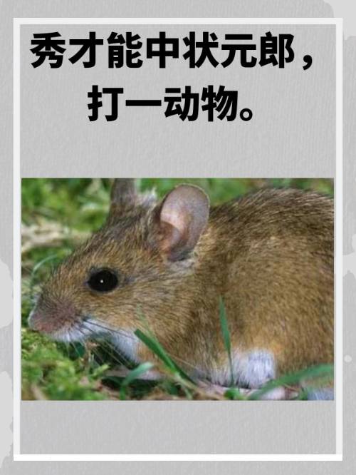 欲钱神奇的动物打一准确生肖_欲钱买神仙一般的动物是什么生肖