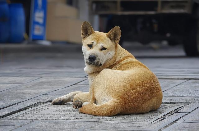 欲钱买非常神秘的动物_欲钱买神出鬼没的动物猜一生肖