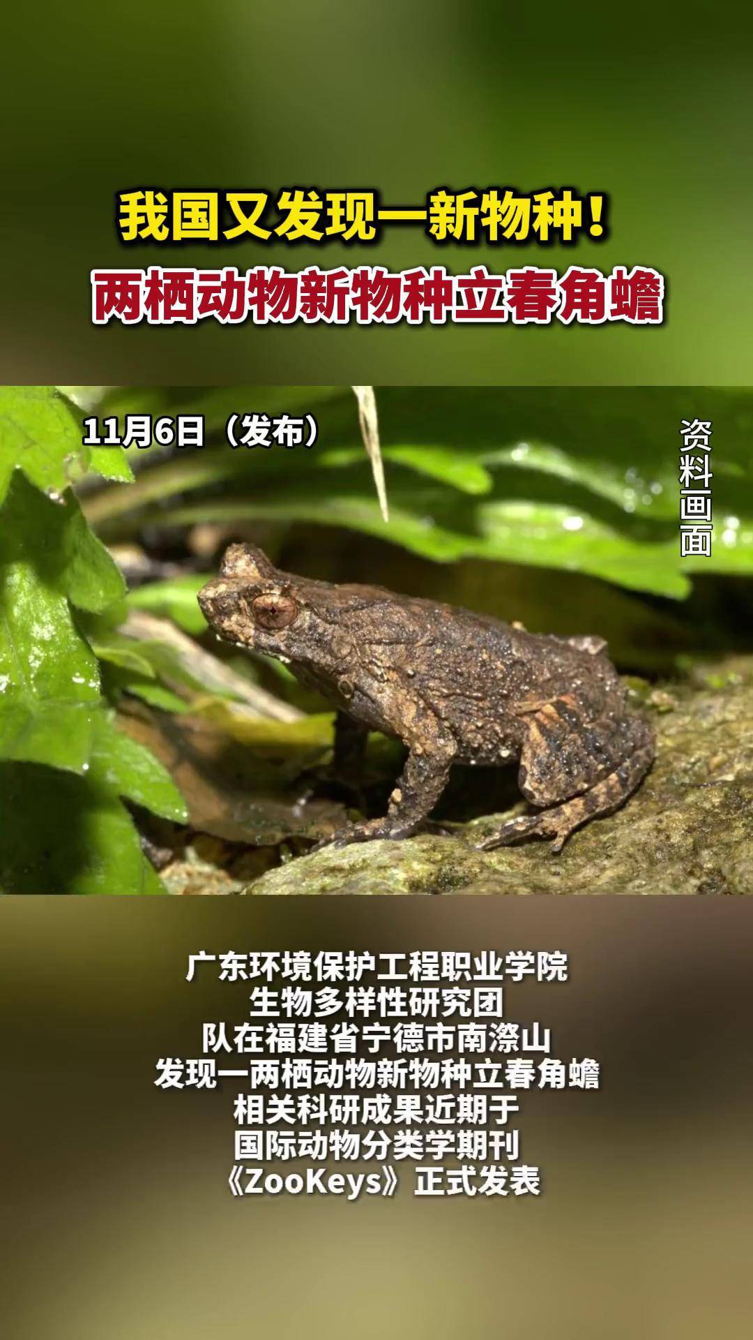 立春打一最准确动物_立春打一生肖是什么动物