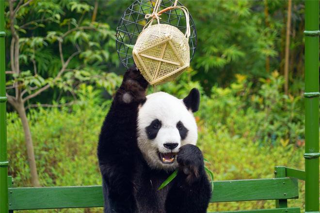 半条打一正确动物_半条虫子是什么意思