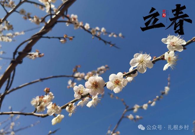 立春打一生肖或一数字的简单介绍
