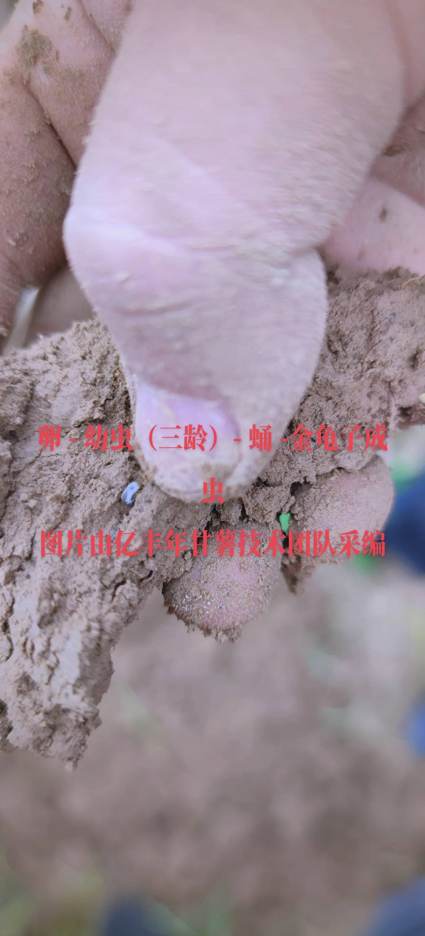 金龟子为什么叫死亡之虫_黑色金龟子为什么白天就死了